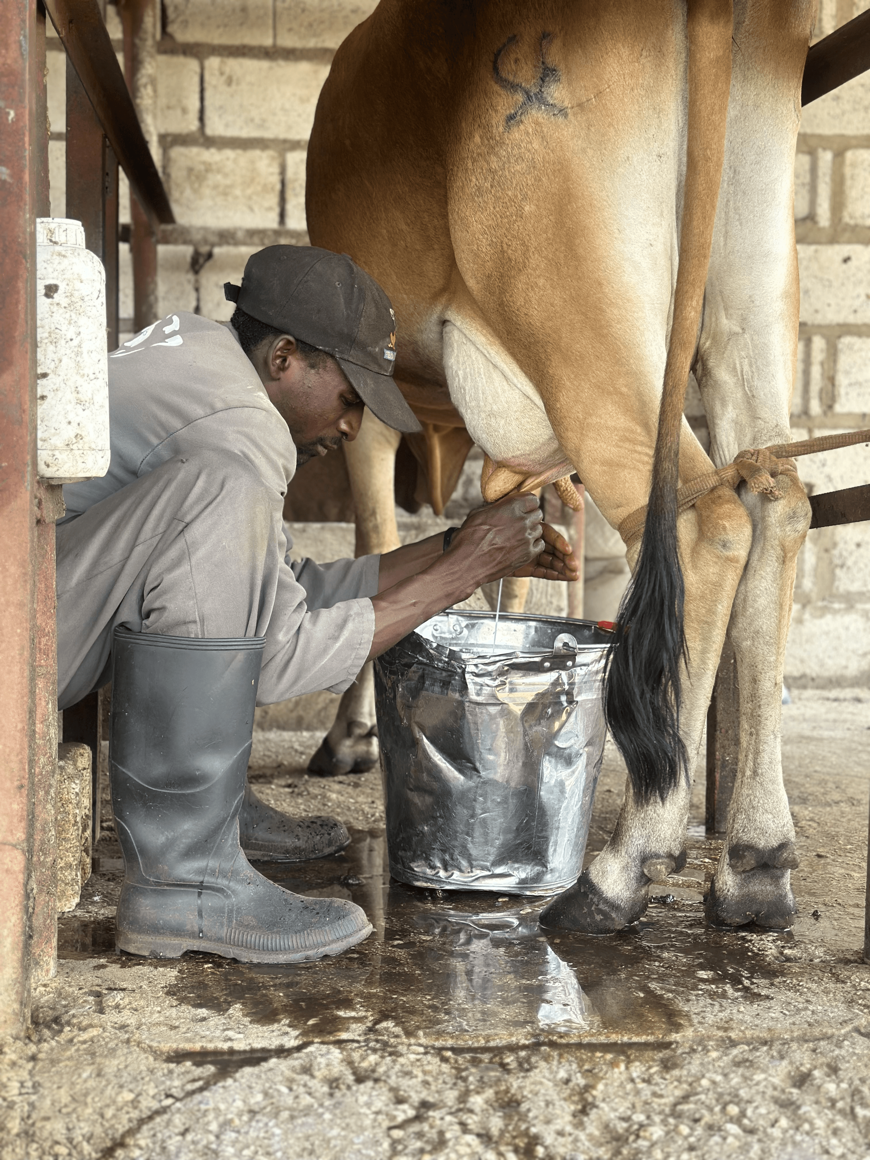 Jaz placeholder image