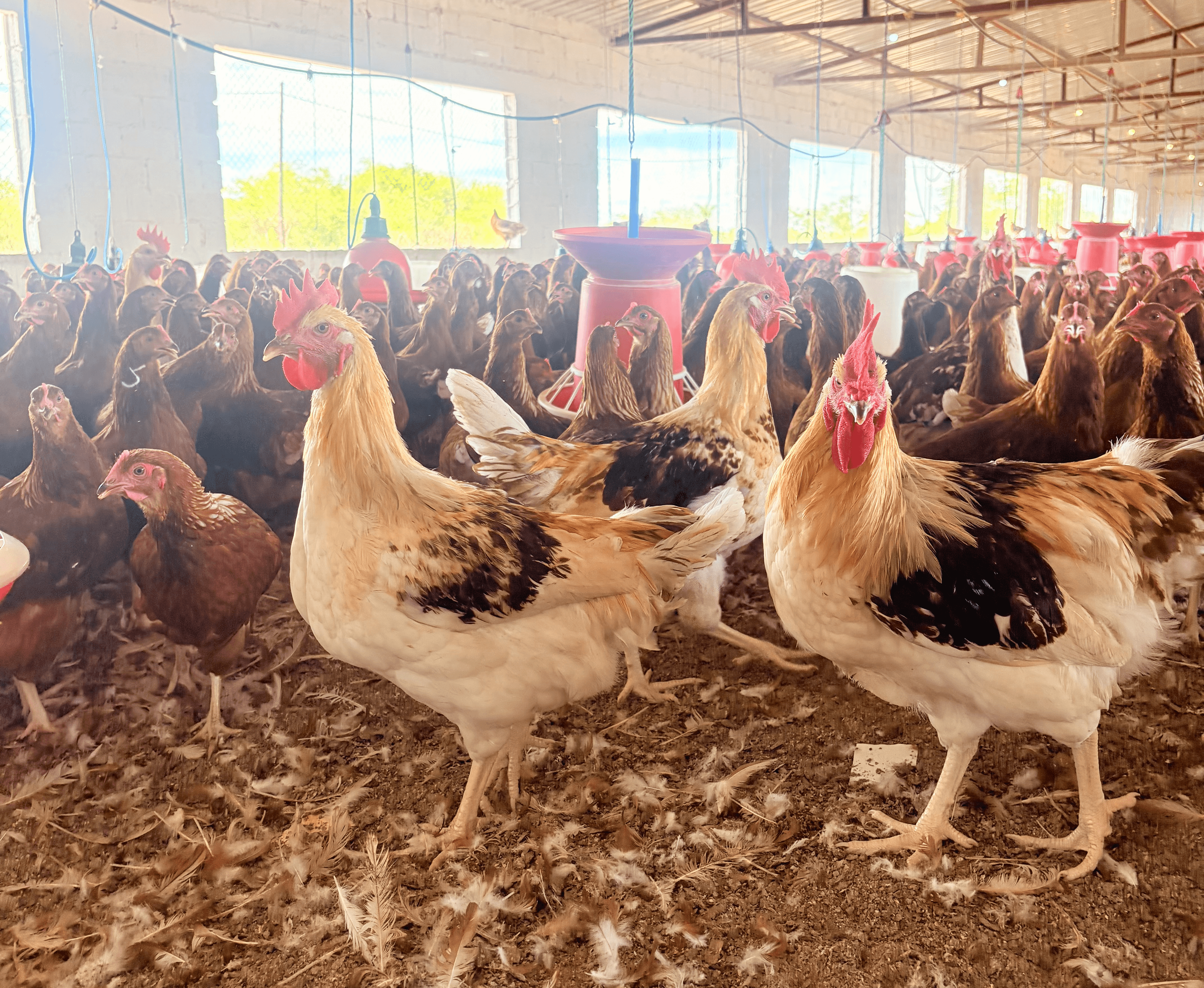 Jaz placeholder image