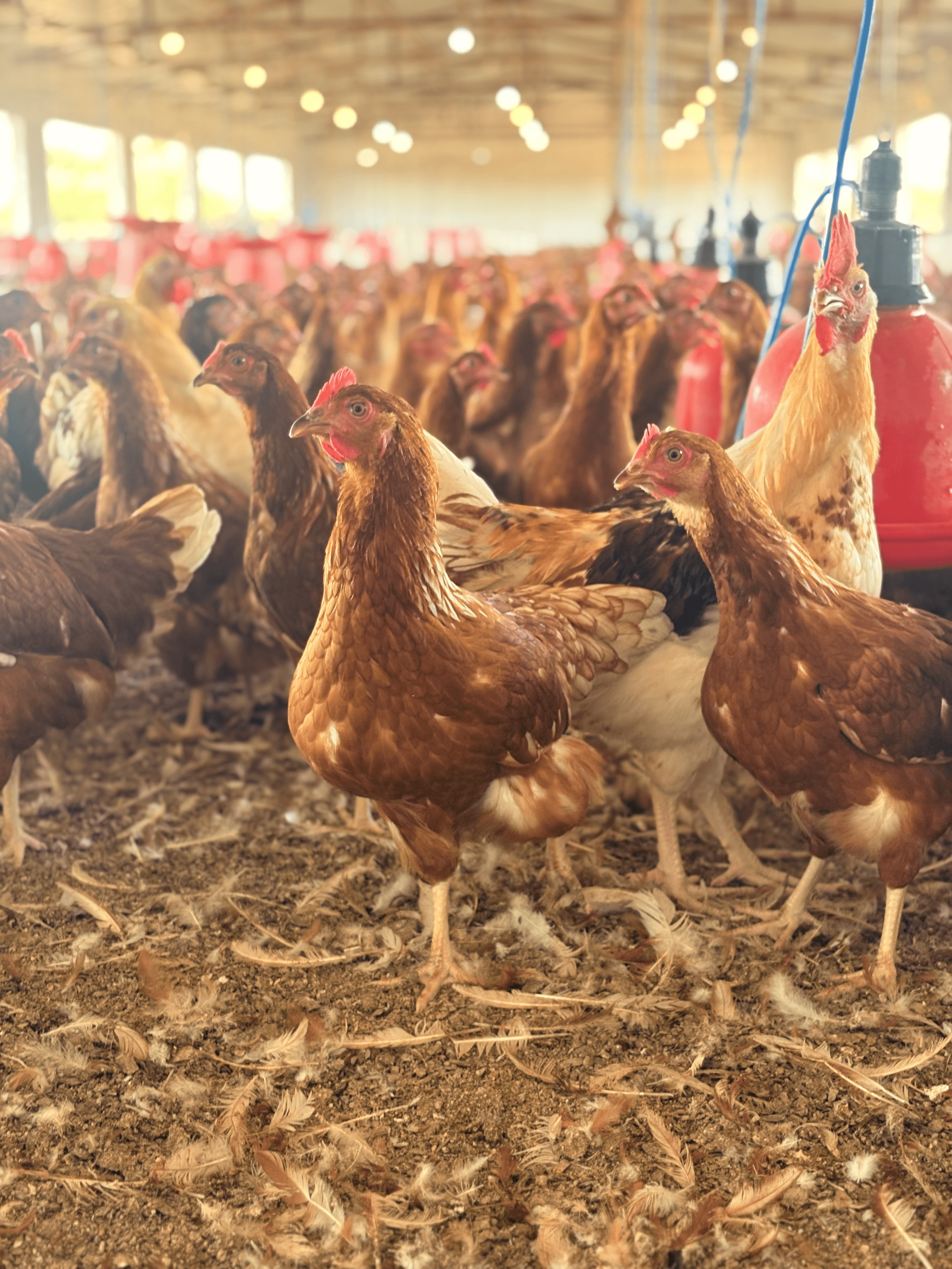 Jaz placeholder image